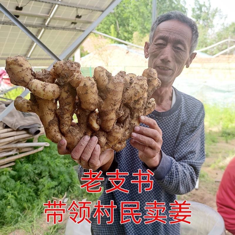 鲜姜新姜大量上市代收代存，自营大型冷库地窖