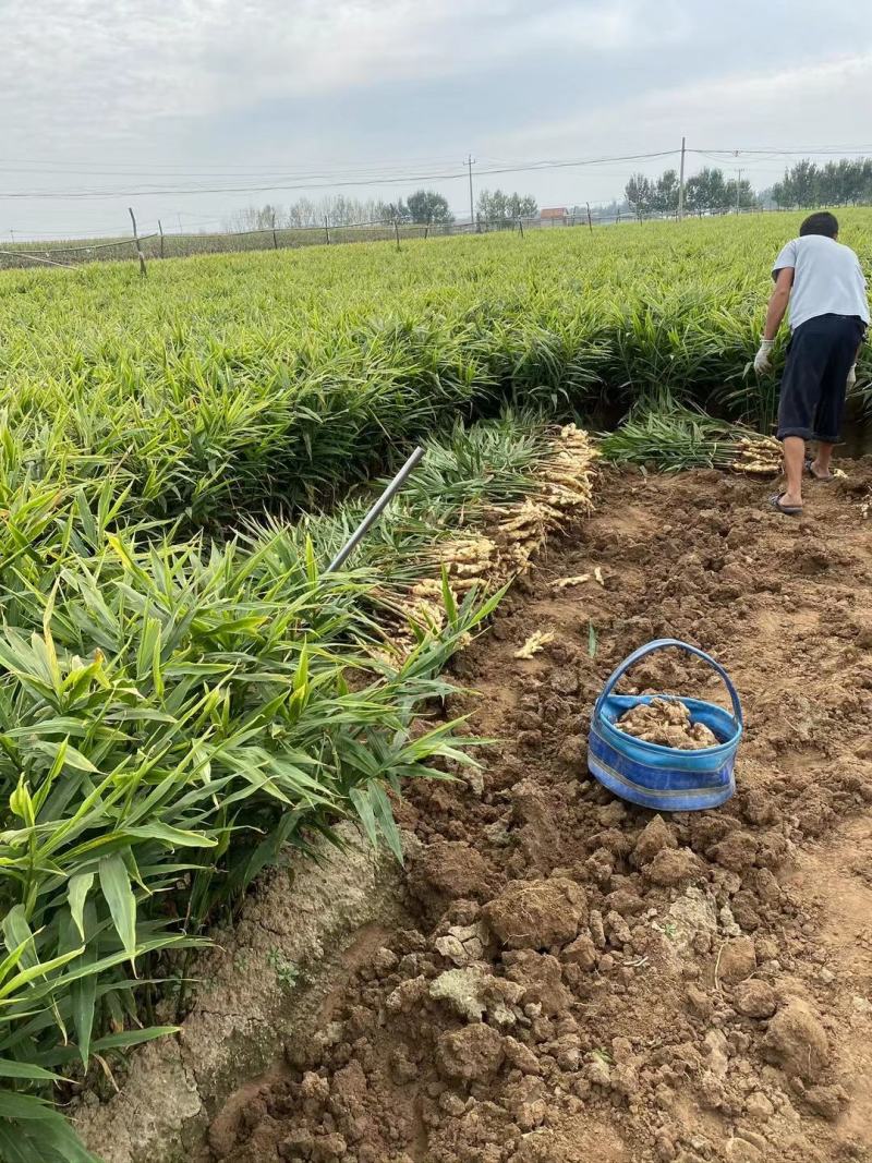 鲜姜新姜大量上市代收代存，自营大型冷库地窖