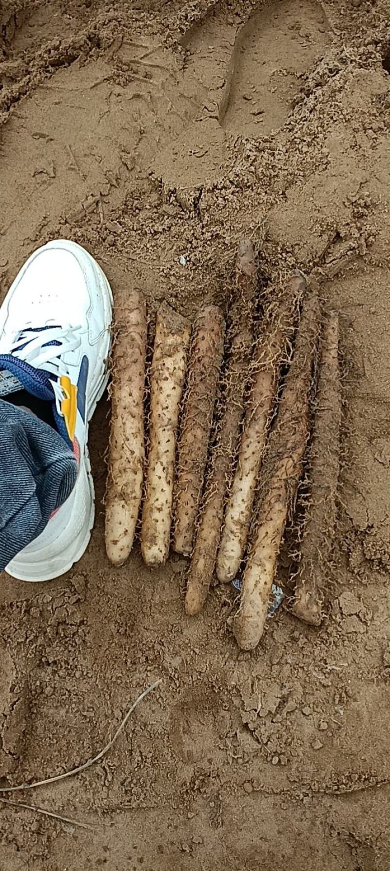 内黄县麻山药，双棒山药，产地直供，对接电商社区商超
