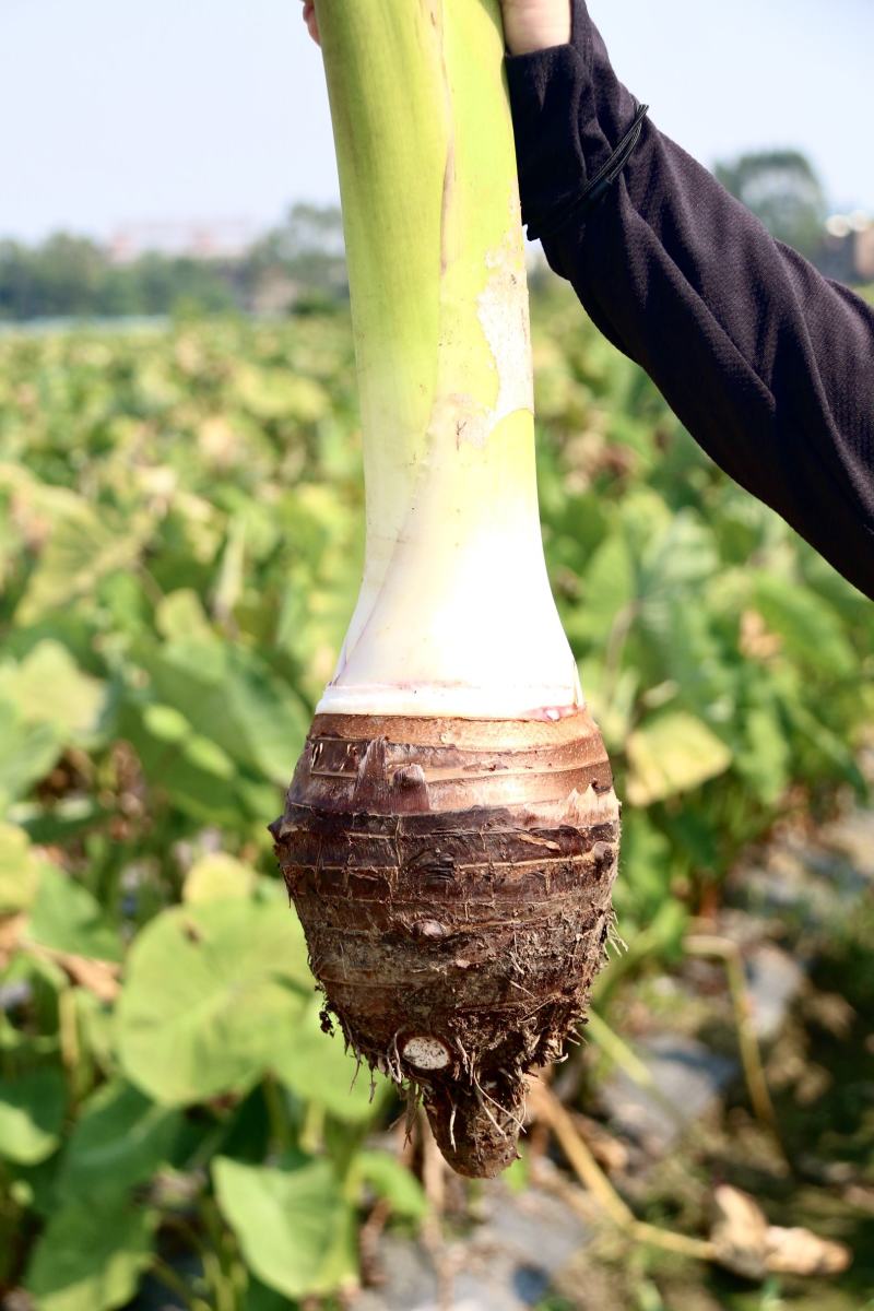 自家基地种植大芋头量大批发一首货源，欢迎询价