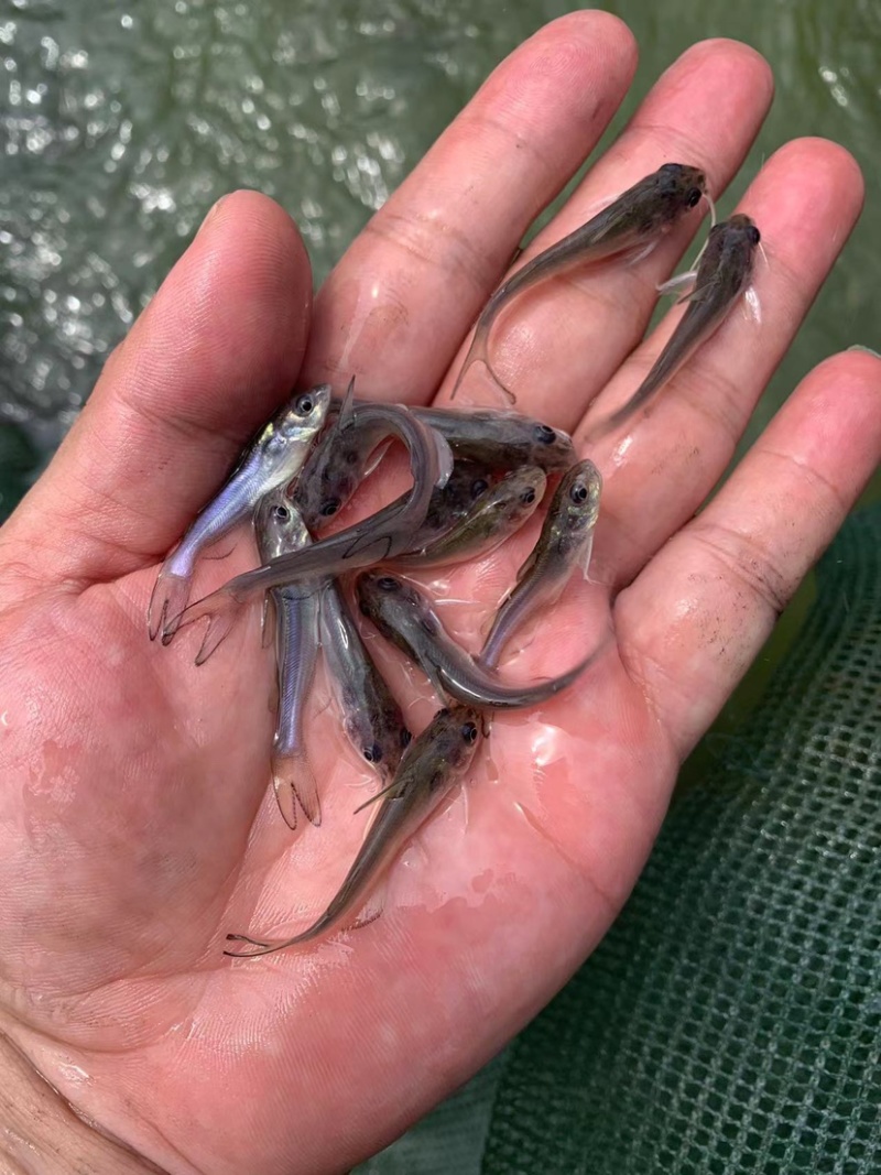 叉尾鱼苗，自己场地孵化培育品种，生长速度快，，