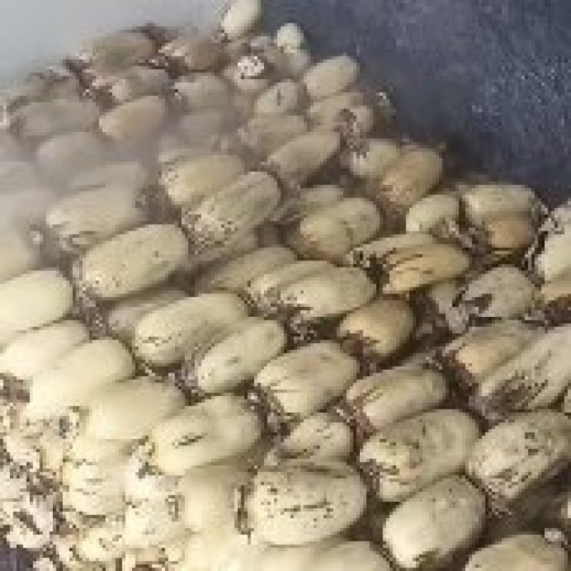 陕西粉藕糆藕质量求生存