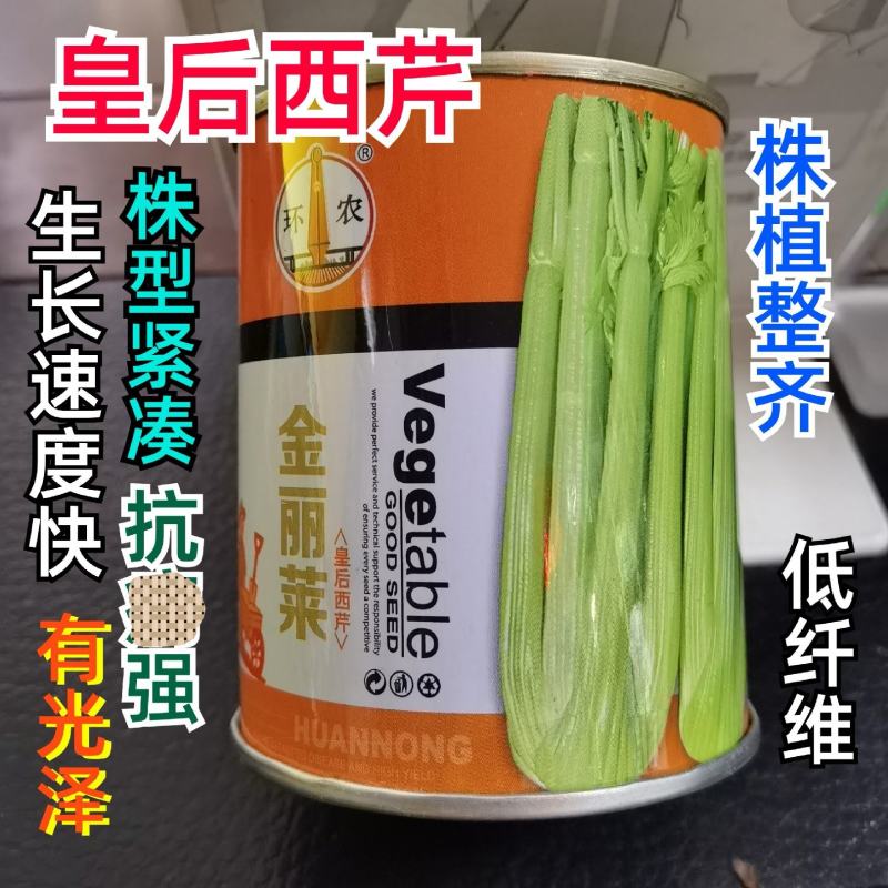 金丽莱皇后西芹种子芹菜种子高产抗病种植户大面积种植