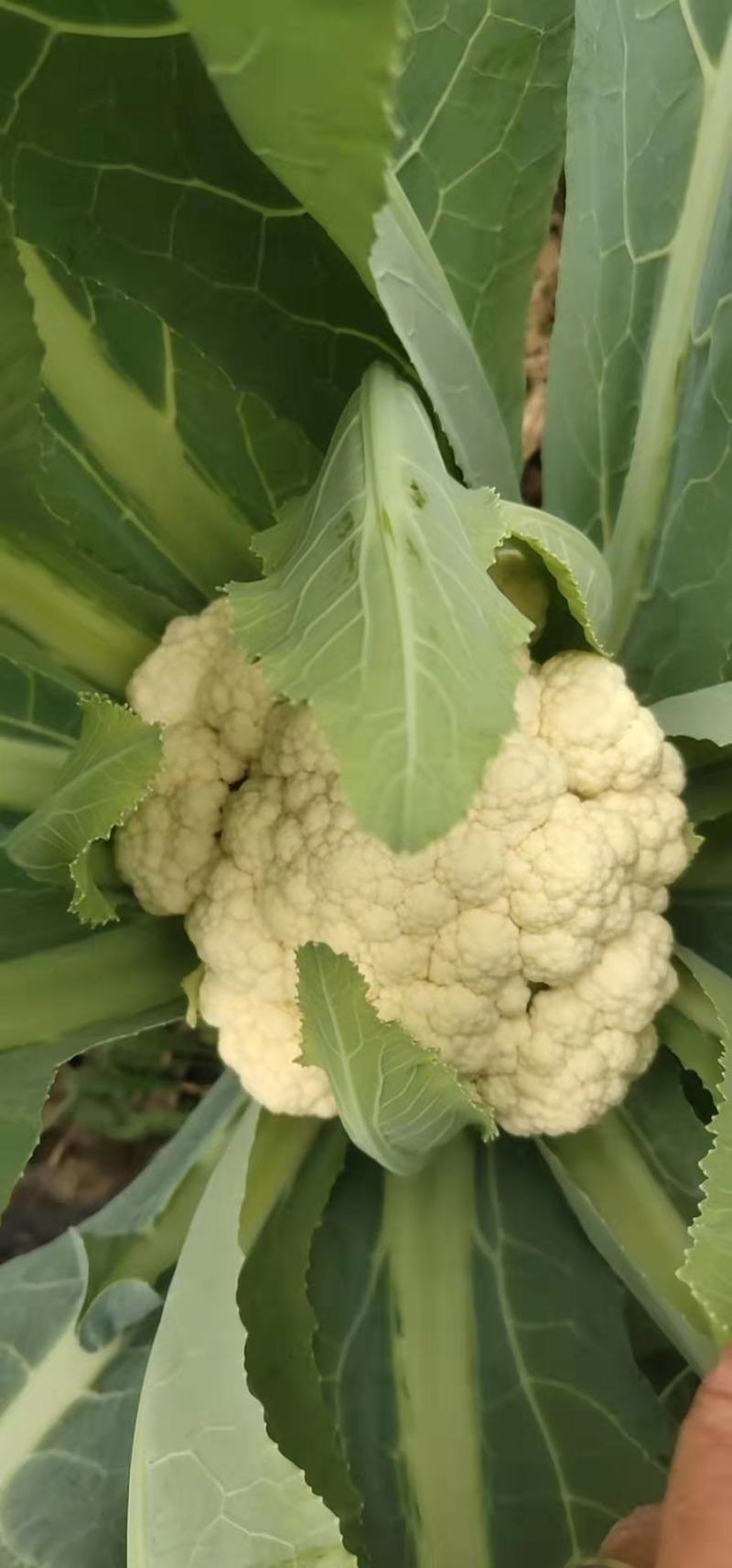有机菜花大量上市供应，欢迎老板来电骚扰，青梗白面！