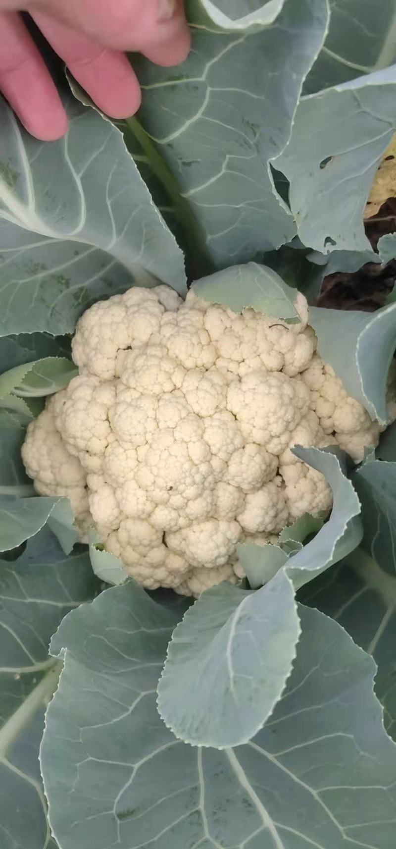 有机菜花大量上市供应，欢迎老板来电骚扰，青梗白面！