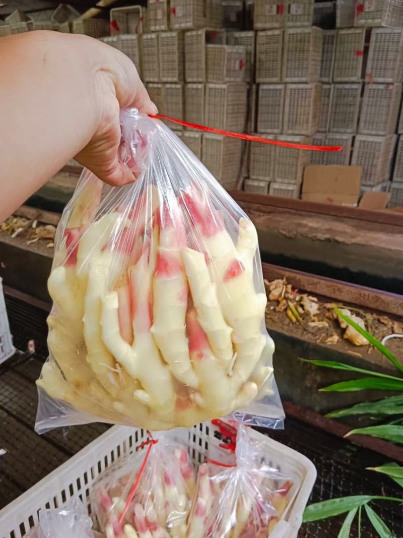 红芽鲜姜子姜大量出售，价格便宜，支持全国各地发货。