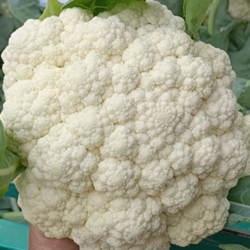 精品有机菜花大量上市，花型好个头均匀可视频看货代发货全国