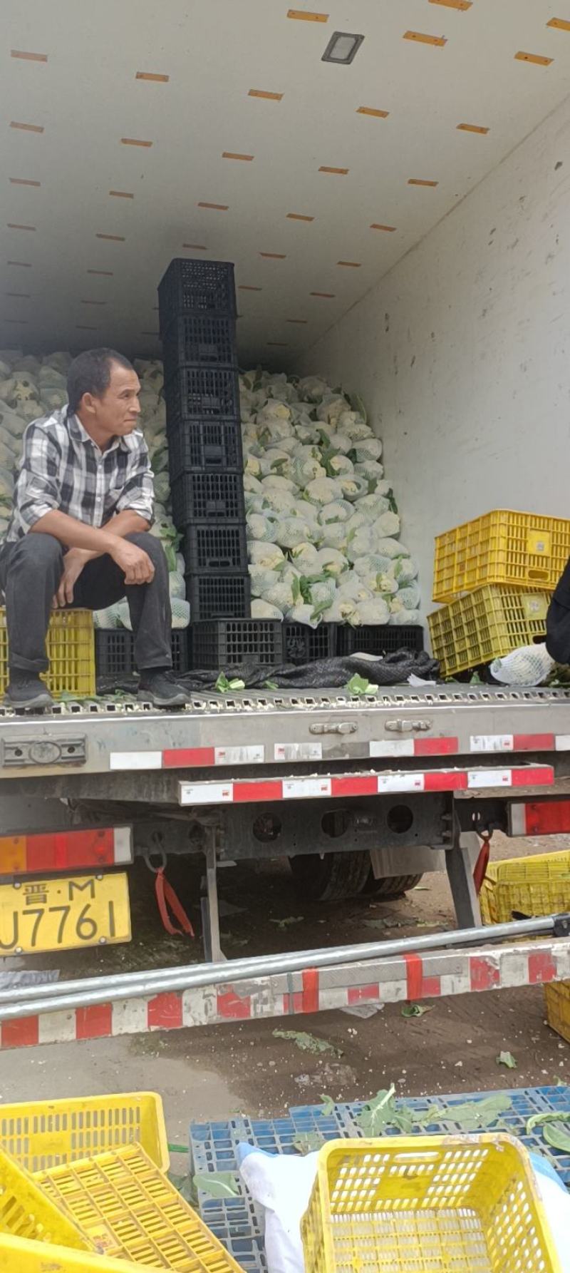 精品有机菜花大量上市，花型好个头均匀可视频看货代发货全国