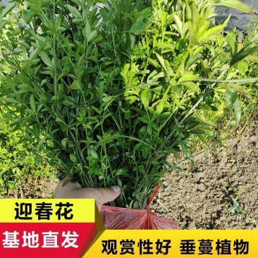 迎春花迎春柳市政园林绿化工程垂蔓花卉植物云南黄素馨