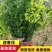 迎春花迎春柳市政园林绿化工程垂蔓花卉植物云南黄素馨