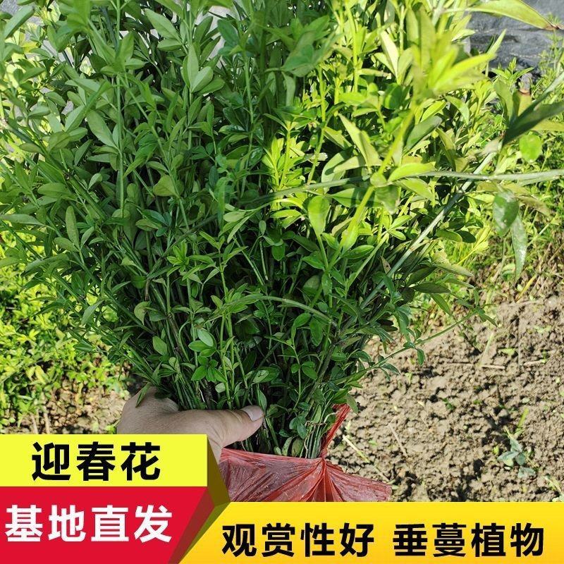 迎春花迎春柳市政园林绿化工程垂蔓花卉植物云南黄素馨