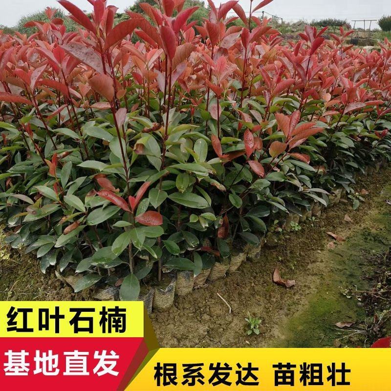 红叶石楠小苗石兰球高杆红叶树绿化苗木基地批发价格