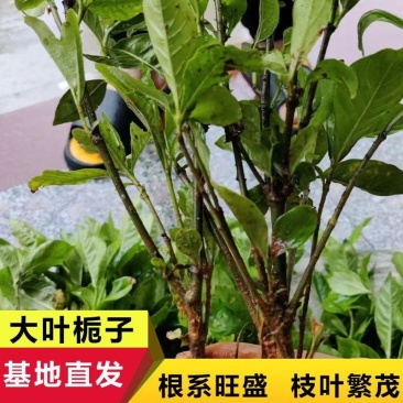 大叶栀子花苗黄栀子山栀子荷花牡丹栀子小苗枝子花