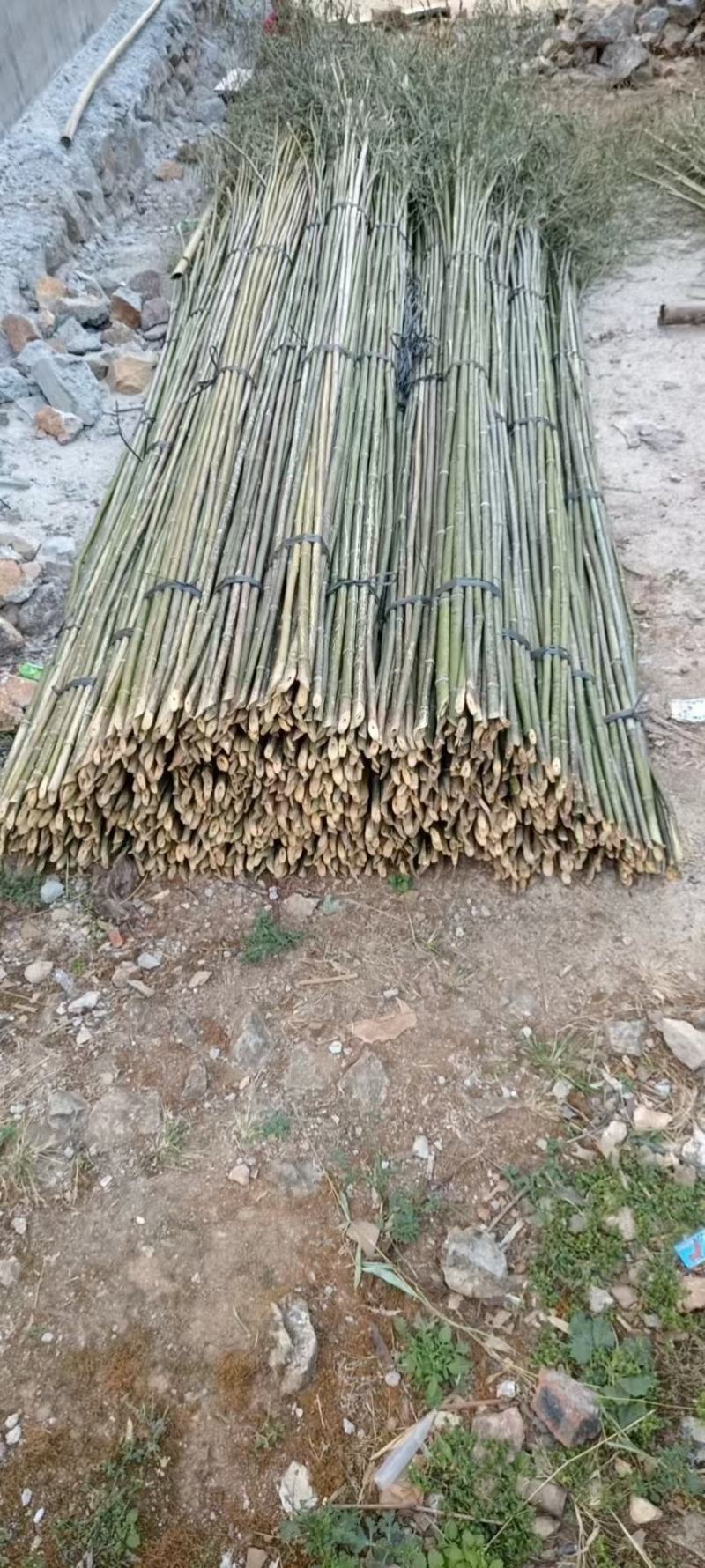 广西桂林，竹子，野生小杂竹，大小都有，金竹，毛竹，青竹，