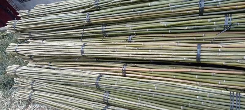 广西桂林，竹子，野生小杂竹，大小都有，金竹，毛竹，青竹，