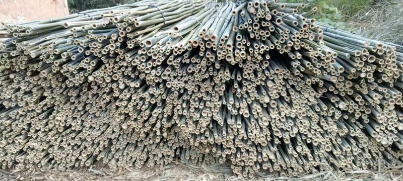 广西桂林，竹子，野生小杂竹，大小都有，金竹，毛竹，青竹，