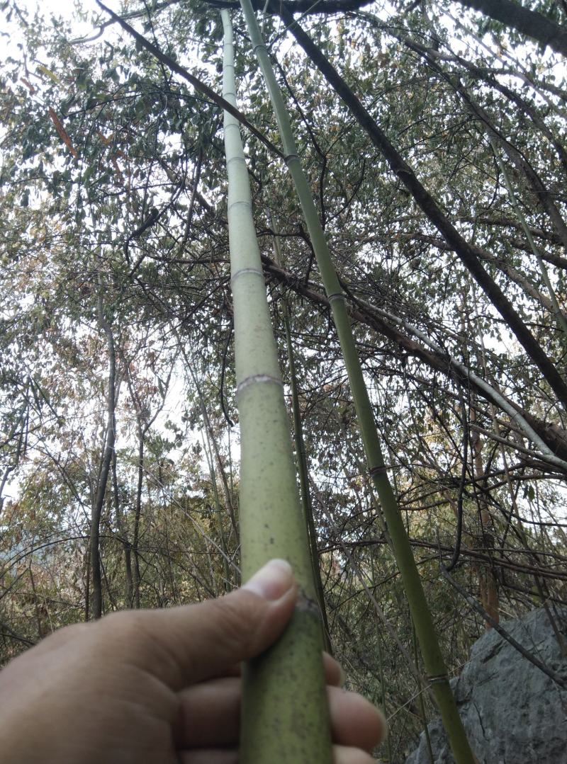 广西桂林，竹子，野生小杂竹，大小都有，金竹，毛竹，青竹，