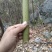 广西桂林，竹子，野生小杂竹，大小都有，金竹，毛竹，青竹，