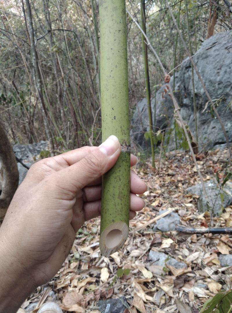 广西桂林，竹子，野生小杂竹，大小都有，金竹，毛竹，青竹，
