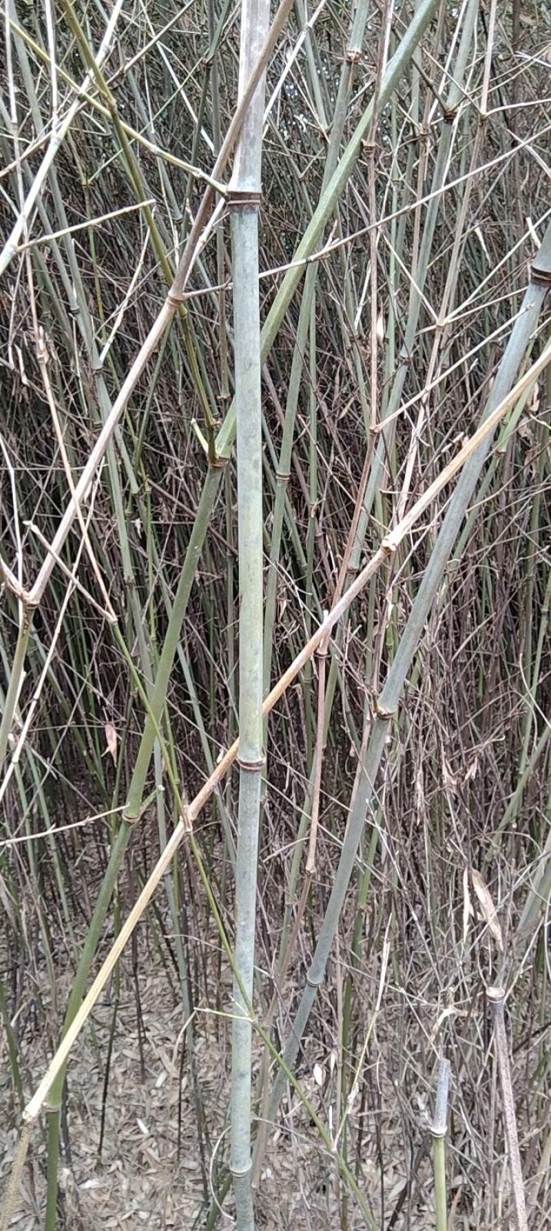 广西桂林，竹子，野生小杂竹，大小都有，金竹，毛竹，青竹，
