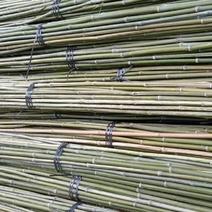 广西桂林，竹子，野生小杂竹，大小都有，金竹，毛竹，青竹，