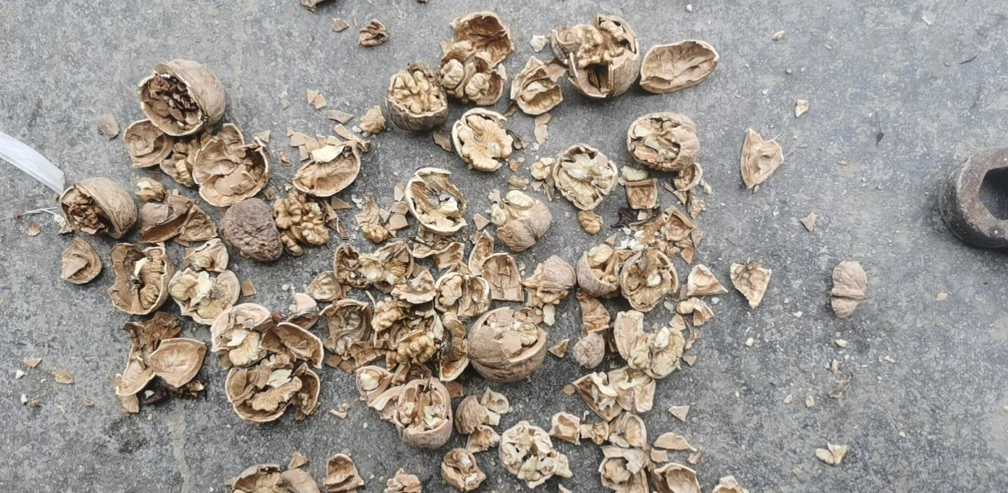 成人误吞樱桃核后消化过程示意图 误吞樱桃核示意图