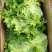 银川精品生菜散叶生菜绿叶一颗6-8两，欢迎进店联系