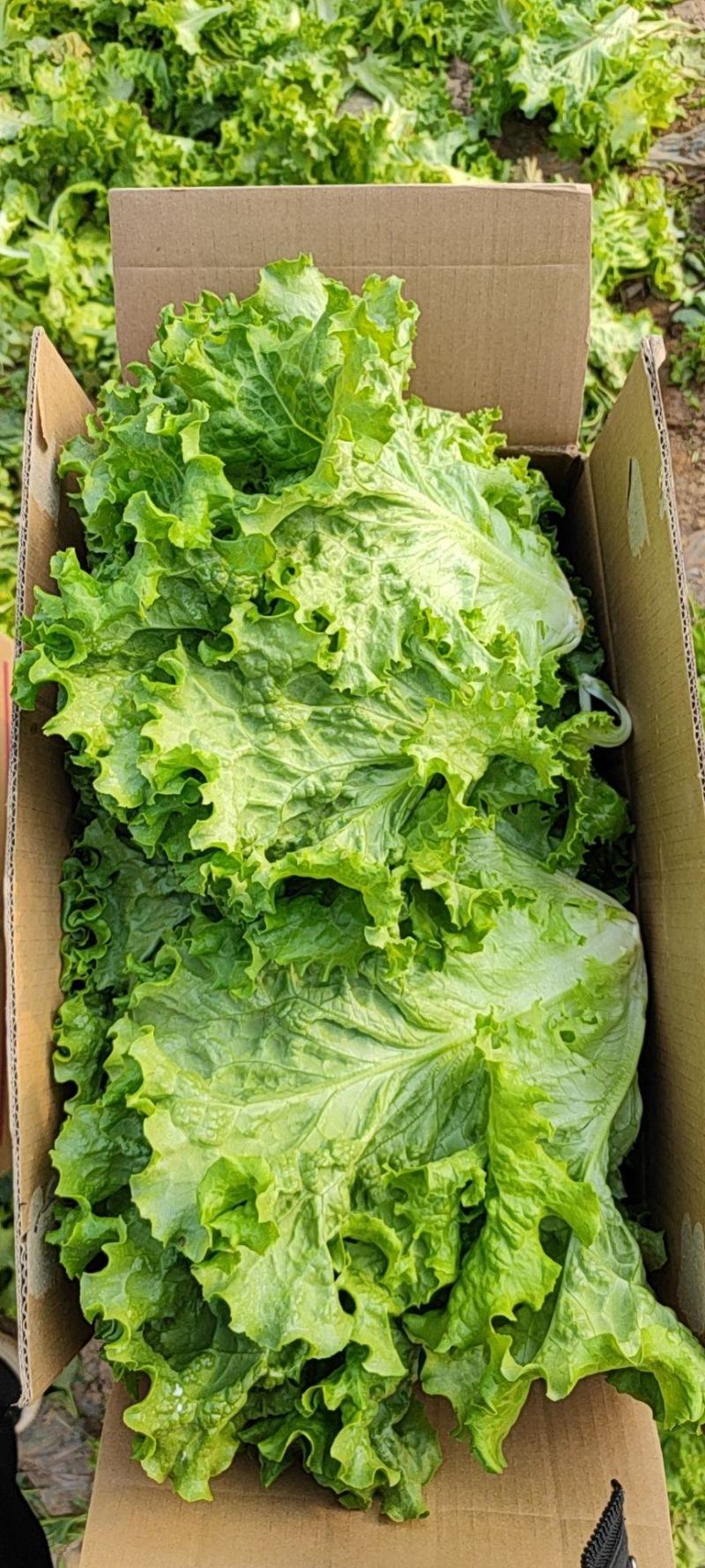 银川精品生菜散叶生菜绿叶一颗6-8两，欢迎进店联系