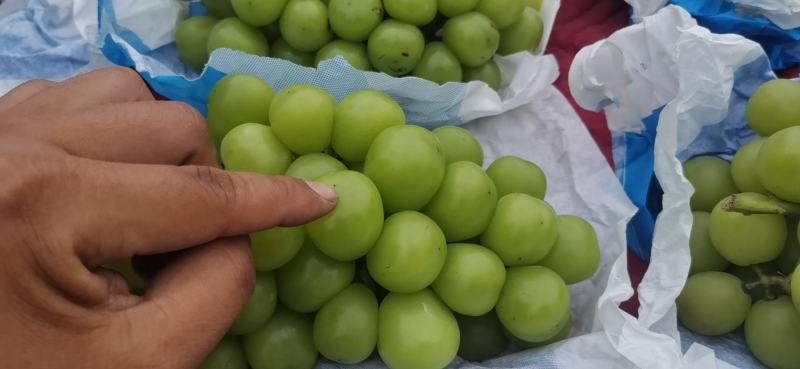 阳光玫瑰