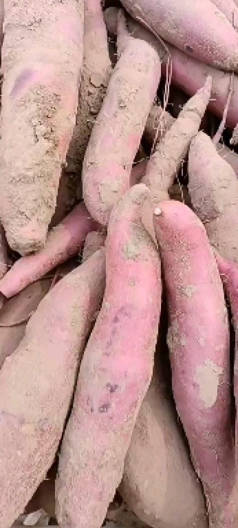 沙地西瓜红