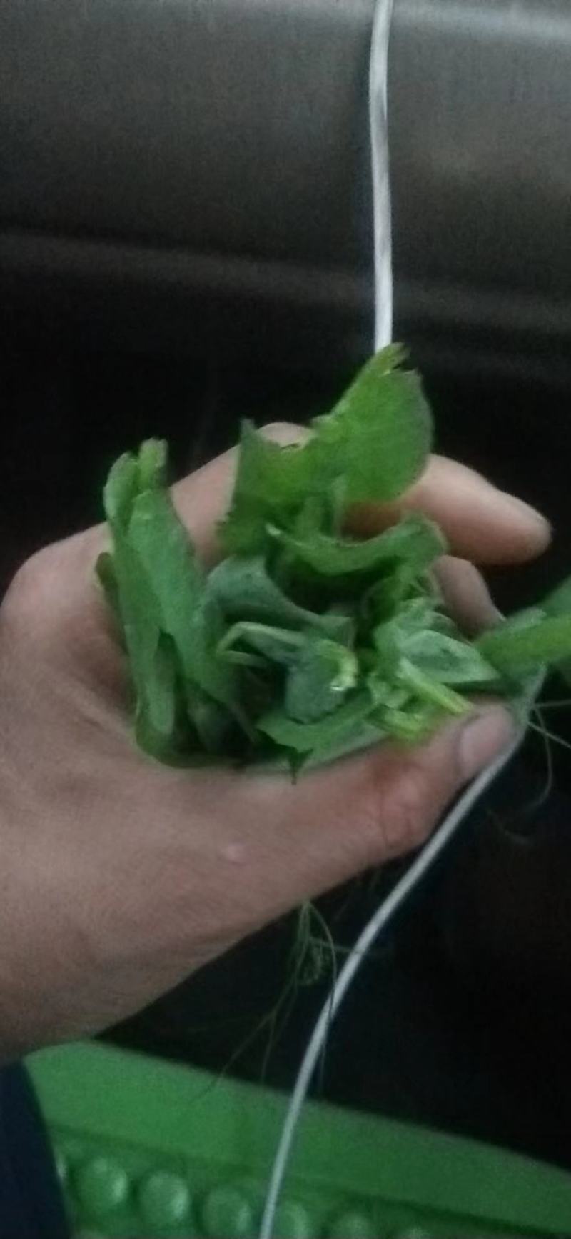 【精品】四川绵阳三台县精品优质豌豆尖，量大请电联议价