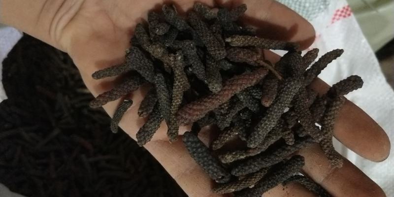 【精品荜茇推荐】荜茇荜拨荜卜毕卜香辛料大全