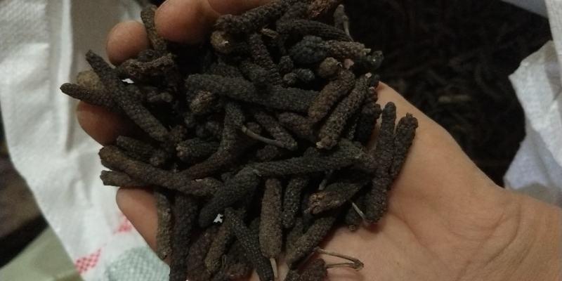【精品荜茇推荐】荜茇荜拨荜卜毕卜香辛料大全