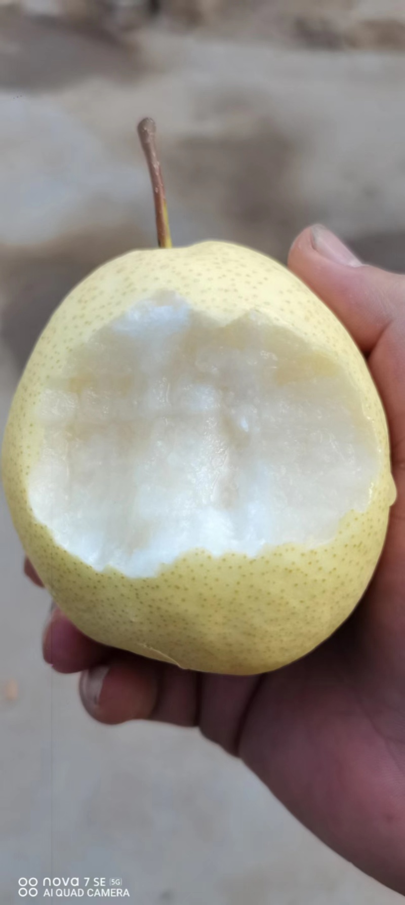 纸袋雪花梨口感好甜度大产地直发欢迎选购