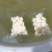 活动来了马蹄现修现包装发货保证质量新鲜农家蔬菜水果
