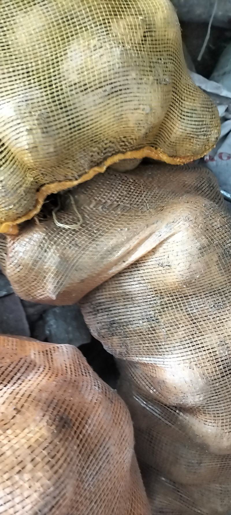 优质新鲜高山白魔芋产地直发
