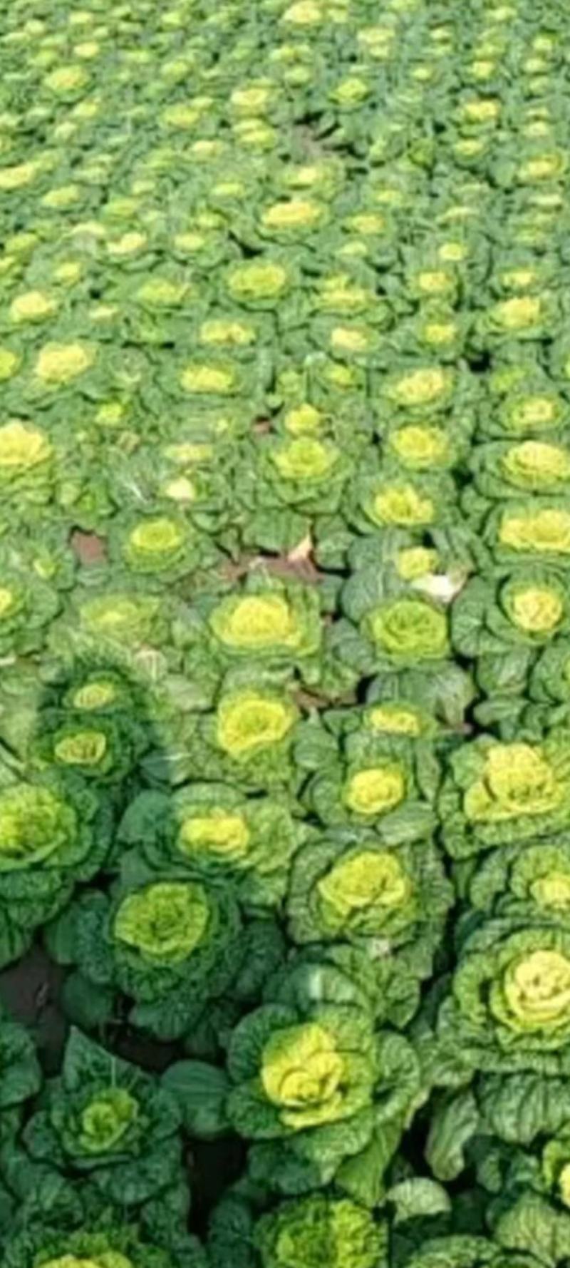 黄心菜