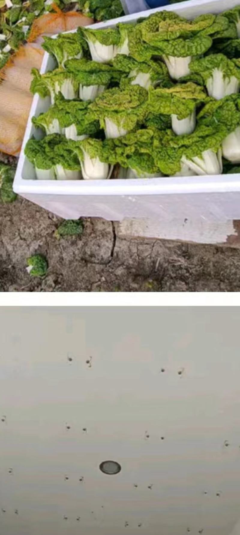 黄心菜
