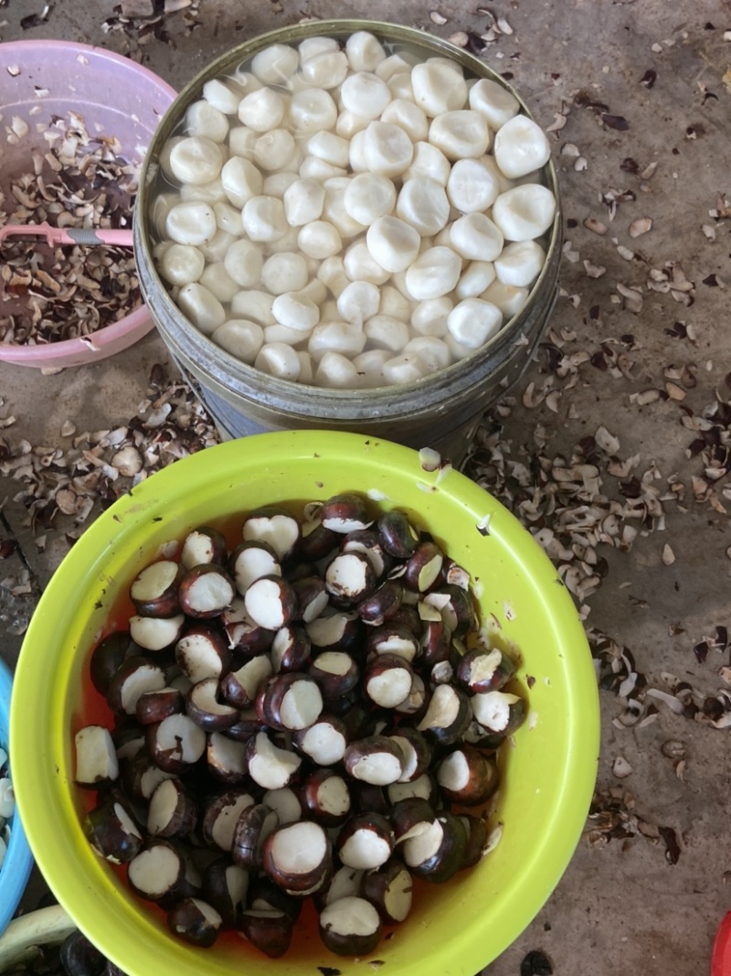 广西桂林荔浦水果白马蹄清脆多汁无渣价格优惠