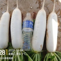 白萝卜