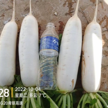 白萝卜