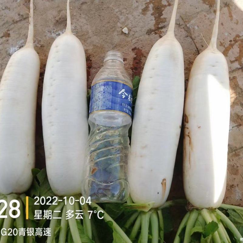 白萝卜