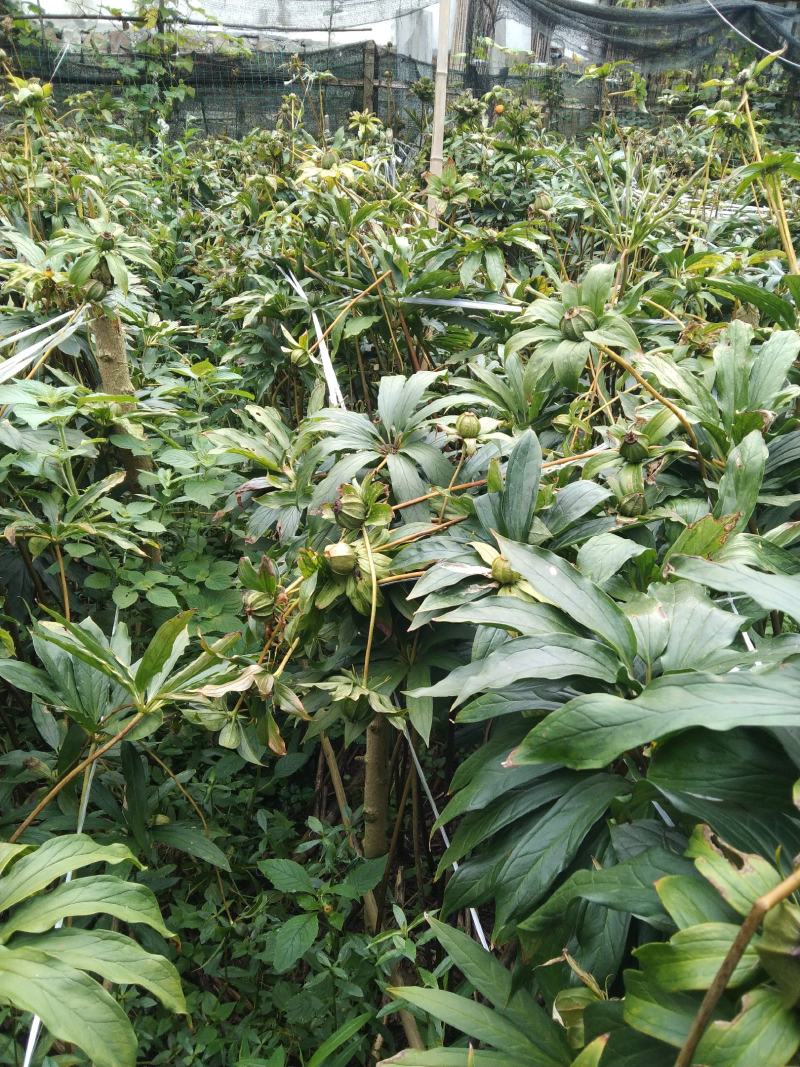 四川省什邡市众康合作社华重楼选装货
