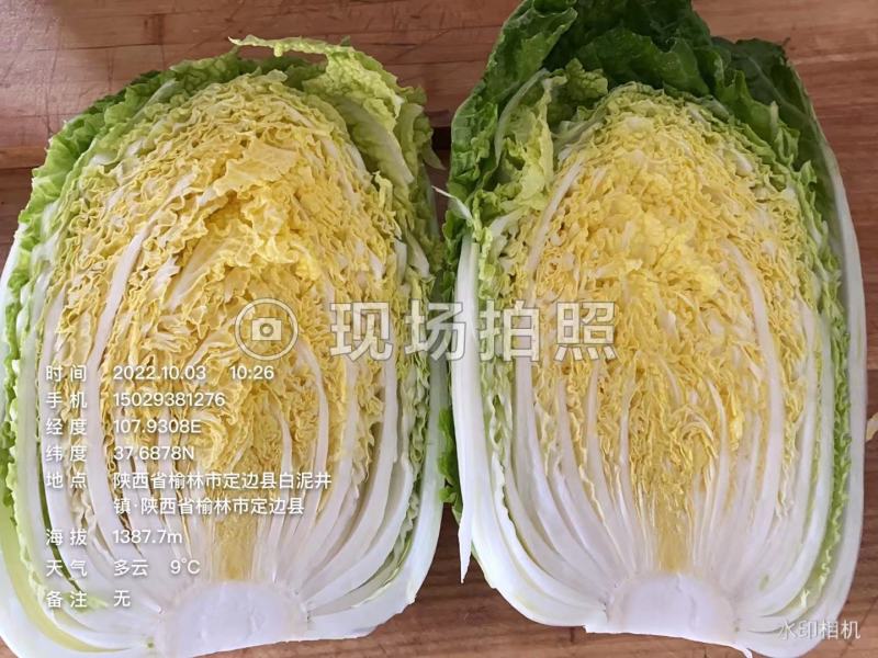 黄心白菜，，，西兰花，，，，甘蓝