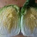 黄心白菜，，，西兰花，，，，甘蓝