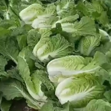 凌海黄心菜大量上市中