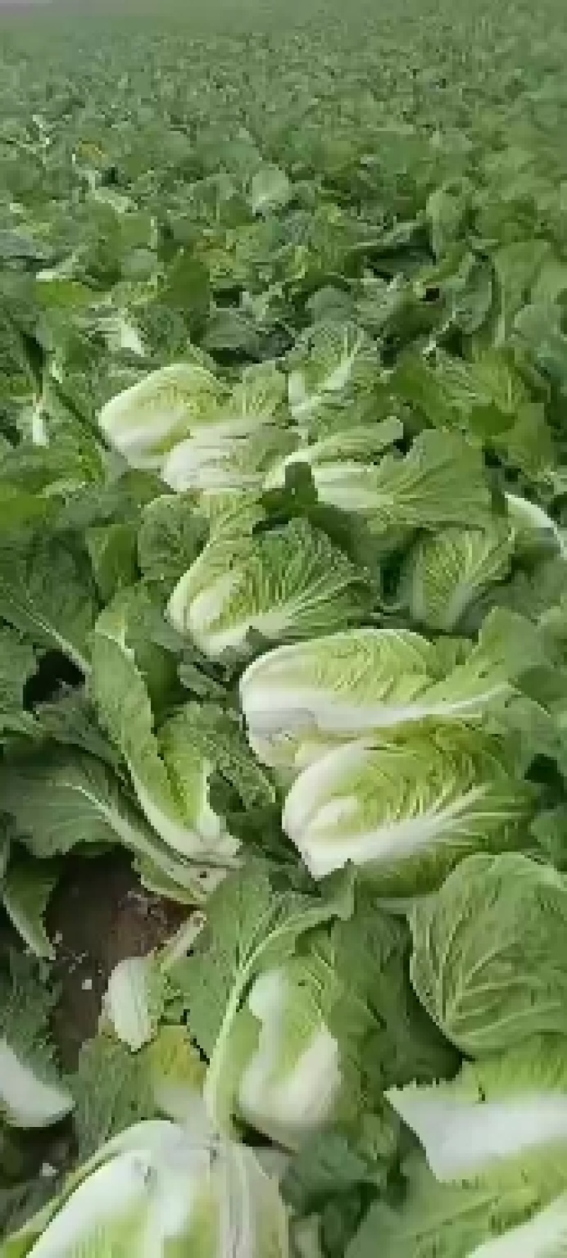 凌海黄心菜大量上市中