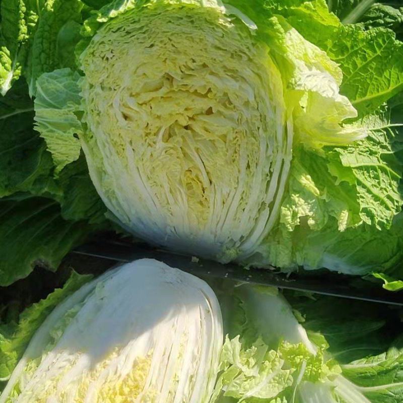 凌海黄心菜大量上市中