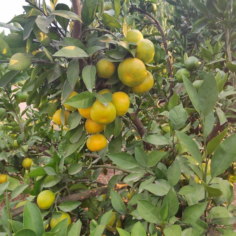 丹江口蜜橘