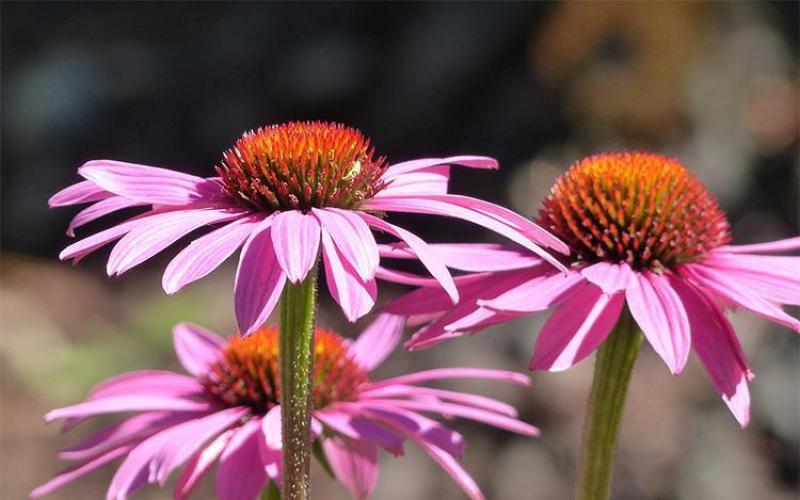 松果菊多年生宿根植物花卉紫锥花紫松果菊种子室外庭院耐寒紫